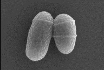 Corynebacterium glutamicum used for GEI’s fermentation method